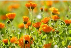 Weleda Kindertandpasta - 50ml -Mondelinge Benodigdheden Winkel 1200x825